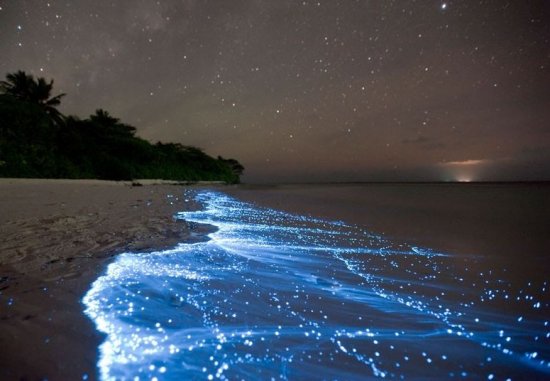 Природная биолюминесценция — свечение живых организмов